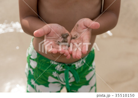 Little boy hand holding hermit crab on the beach Little boy hand holding hermit crab on the beach 35510150