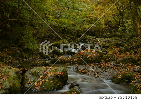秋の海沢渓谷 秋の海沢渓谷 35510158