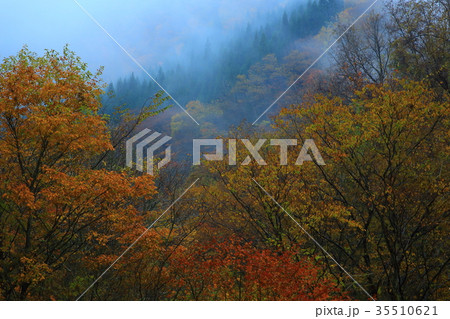 紅葉の一の滝 35510621