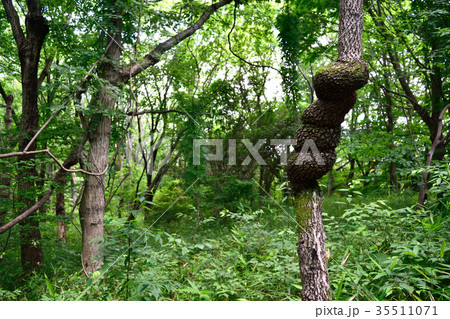 筑波実験植物園 らせん木理の写真素材