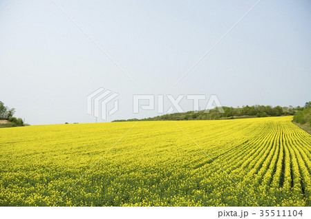 菜の花（北海道 安平） 35511104