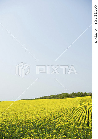 菜の花（北海道 安平） 35511105