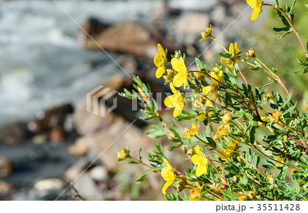 Dasiphora fruticosa flowers Dasiphora fruticosa flowers 35511428