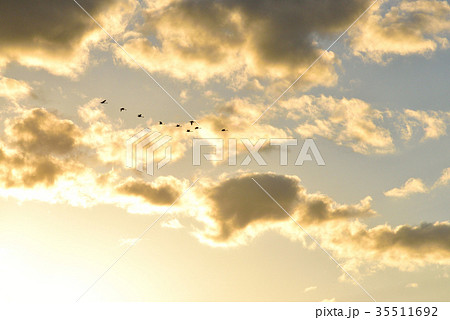 冬の訪れハクチョウ飛来 山形県三川町 冬の訪れハクチョウ飛来 山形県三川町 35511692