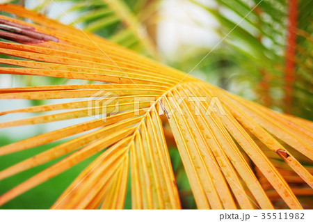 Coconut leaf with sunlight. 35511982