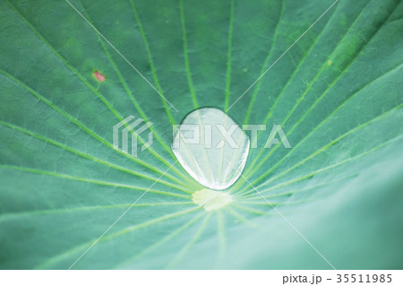 drops on lotus leaves of background. drops on lotus leaves of background. 35511985