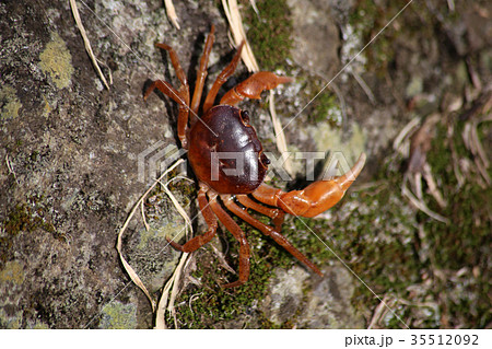 サワガニ 35512092