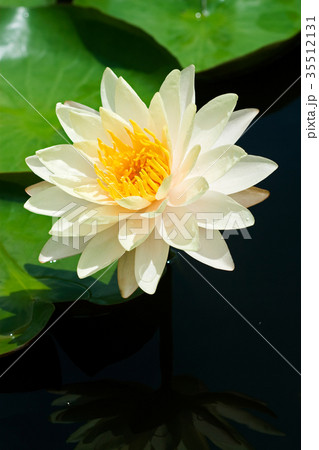 Yellow Water Lily 35512131