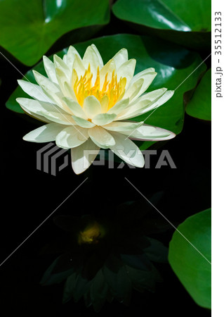 Yellow Water Lily 35512133