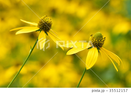 オオハンゴンソウ 35512157