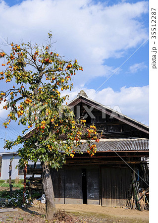 柿の木のある風景 の写真素材 [35512287] - PIXTA