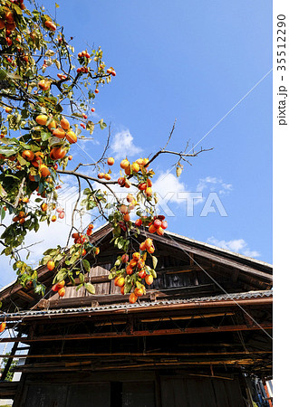 柿の木のある風景 の写真素材 [35512290] - PIXTA