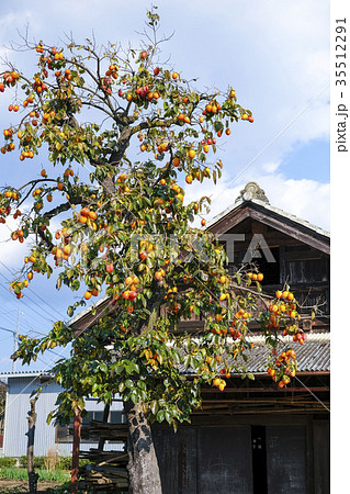 柿の木のある風景 の写真素材 [35512291] - PIXTA