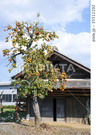 柿の木のある風景　 35512292