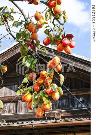 柿の木のある風景 の写真素材