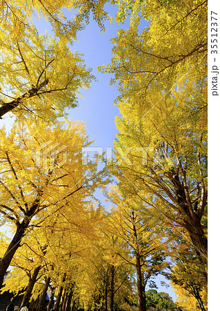 イチョウの木の紅葉 の写真素材