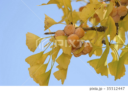 銀杏の木の紅葉とギンナンの写真素材