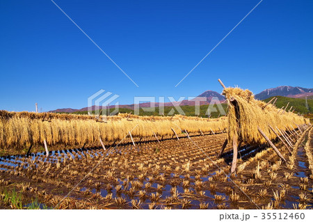 稲　ハゼ掛け 35512460