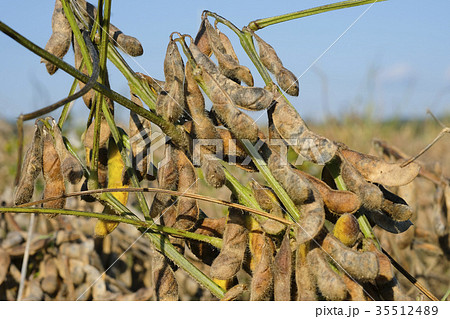 畑に干された黒大豆　 35512489