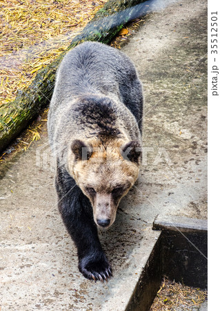 エゾヒグマ 35512501