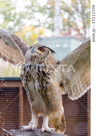 ワシミミズク 35512506