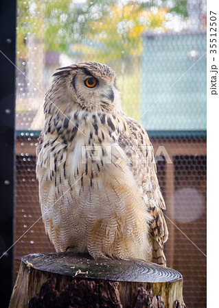 ワシミミズク 35512507