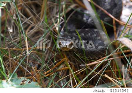 Snake at dry clay close up photo. Vipera renardi 35512545
