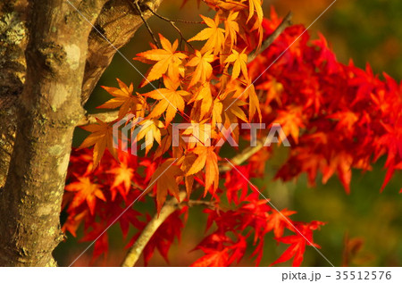 紅葉 蓼科湖 紅葉 蓼科湖 35512576