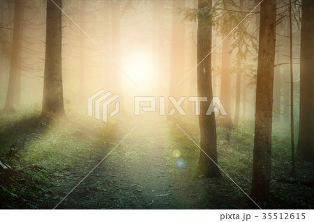Morning sun on the foggy forest in europe Morning sun on the foggy forest in europe 35512615