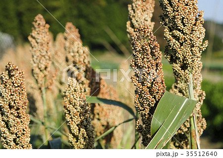 ひえ　ヒエ　稗　収穫直前のヒエ　 35512640