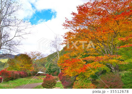 紅葉 蓼科湖 紅葉 蓼科湖 35512678