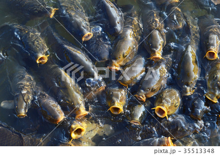 鯉 35513348