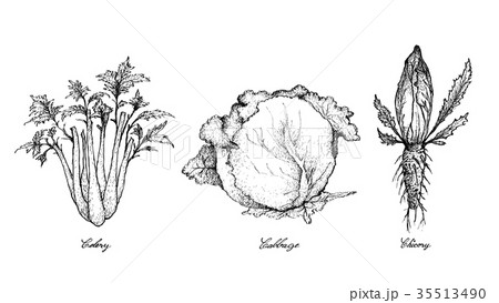 Hand Drawn of Celery, Cabbage and Chicory 35513490