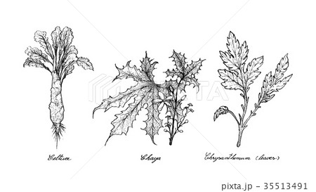 Hand Drawn of Celtuce, Chaya and Chrysanthemum Hand Drawn of Celtuce, Chaya and Chrysanthemum 35513491