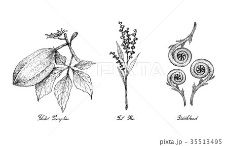 Hand Drawn of Fluted Pumpkin, Fat Hen Fiddlehead 35513495