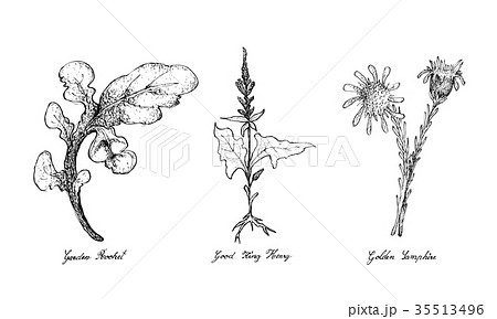 Garden Rocket, Good King Henry and Golden Samphire 35513496
