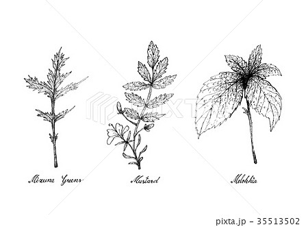 Hand Drawn of Mizuna Greens, Mustard and Melokhia 35513502