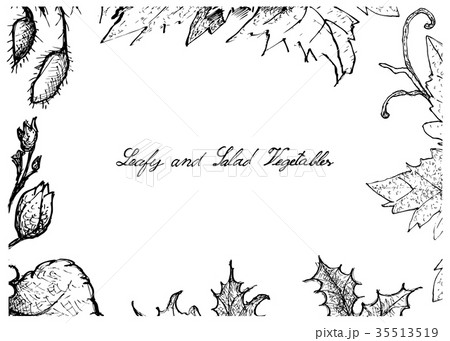 Hand Drawn of Leafy and Salad Vegetable 35513519