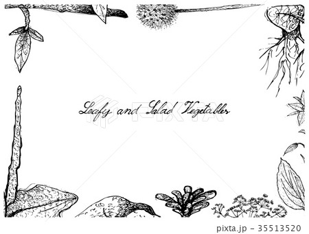 Hand Drawn of Leafy and Salad Vegetable 35513520