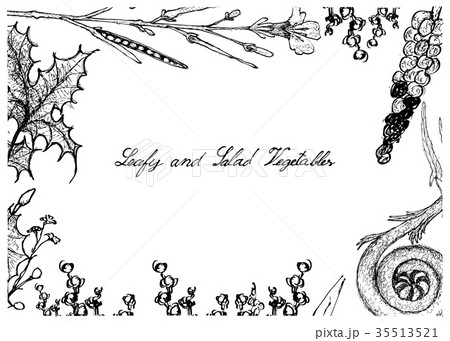 Hand Drawn of Leafy and Salad Vegetable 35513521