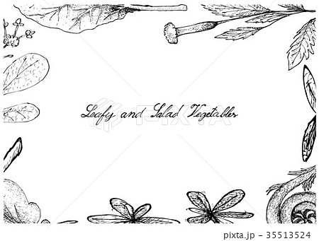 Hand Drawn of Leafy and Salad Vegetable 35513524