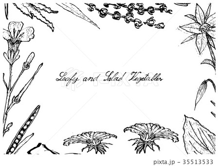 Hand Drawn of Leafy and Salad Vegetable 35513533