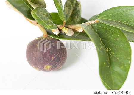 イタビカズラ イタビカズラ 35514205