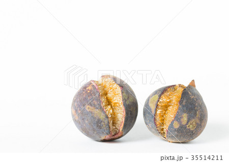 イタビカズラ イタビカズラ 35514211