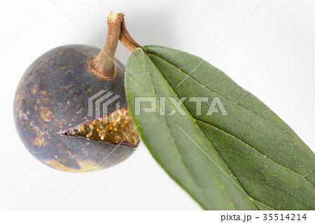 イタビカズラ 35514214