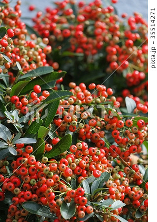 サンザシ 35514271