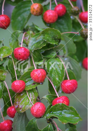 ヤマボウシ 35514272