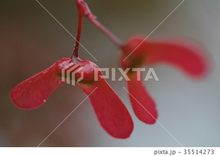 モミジの種 35514273