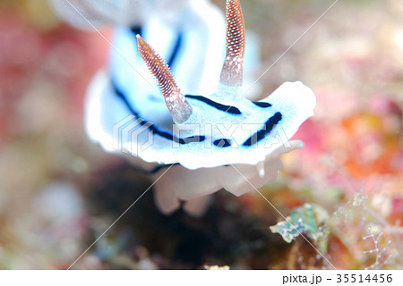 ウミウシ ウミウシ 35514456