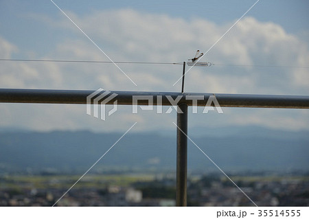 手摺にとまったトンボ 手摺にとまったトンボ 35514555